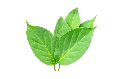 Blutforde contém extrato de Gymnema sylvestre